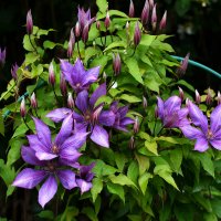 Лето в Ботаническом... Июль. :: Наташа *****