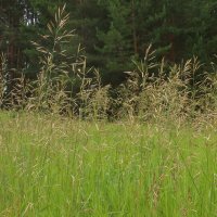 На полянке :: Дмитрий И_