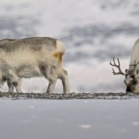 Шпицбергенский олень :: Aleksey Afonin Шпицбергенский олень :: Aleksey Afonin