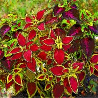 КЛУМБА :: Юрий Владимирович 34