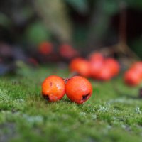 рябина. :: Андрей Катков