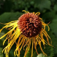 Цветок, напоминающий морскую медузу :: Любимова Ольга 