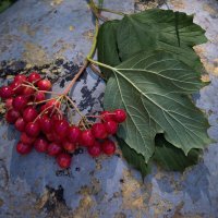 *** :: Любимова Ольга 