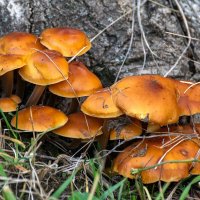 грибы :: Игорь Сикорский грибы :: Игорь Сикорский