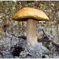 *** :: Aleksandr Gal