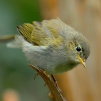 близко :: Andrey Bragin 