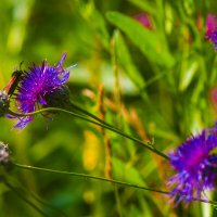 ЛЕТО и ЦВЕТЫ :: Владимир Максимов