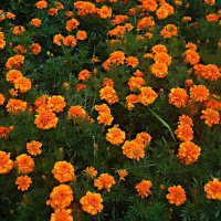 Цветной ковер :: Елена Семигина