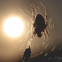 *** :: Елена Kазак (selena1965)