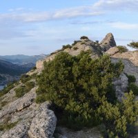 Природа Крыма :: Amazing Cosmea