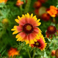 Хохлома :: Геннадий Супрун