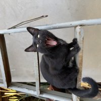 Карамелька :: Валентина . Карамелька :: Валентина .