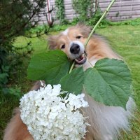 Кому цветочек? :: Валерия Яскович