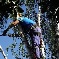 Арборист :: Freddy 97 Арборист :: Freddy 97