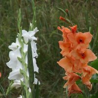 Гладиолусы :: Freddy 97