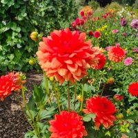 В Ботаническом саду :: Ирэн 