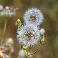 Пушистый шар одуванчика :: Светлана Ищенко