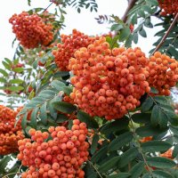 Гроздья рябины :: Светлана Ищенко