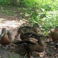 Утки :: Сапсан 