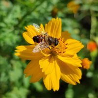 Тёплый день в конце лета :: Валентина Богатко 