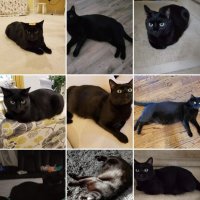 Бумер кот пранучки :: Светлана Хращевская