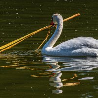 Лебедь :: Михаил Измайлов