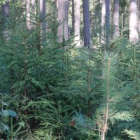 лес :: Александр Малюгин