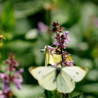 из снятого вчера 3 :: Александр Прокудин из снятого вчера 3 :: Александр Прокудин