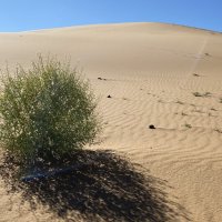 Пустыня :: Елена Рекк Пустыня :: Елена Рекк