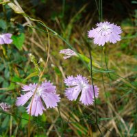 Гвоздика полевая :: Татьяна Машошина