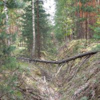 Как мы ходили в лес за грибами... :: Татьяна Машошина