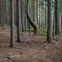 танцующее дерево :: zavitok *