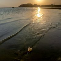 Ракушка :: Татьяна Пальчикова