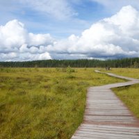 Эко-тропа "Сестрорецкое болото" :: zavitok * Эко-тропа "Сестрорецкое болото" :: zavitok *