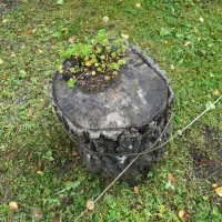 по газонам не ходить? :: zavitok *