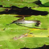 *** :: Елена Kазак (selena1965)