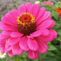 Цинния :: Любовь Сахарова