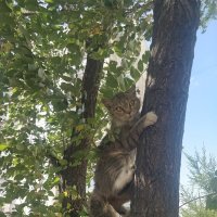 Кису загнали собаки на дерево... :: Андрей Хлопонин Кису загнали собаки на дерево... :: Андрей Хлопонин