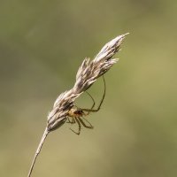 На охоте :: Андрей Пристяжнюк