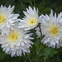 Белые хризантемы :: Aleksey Afonin