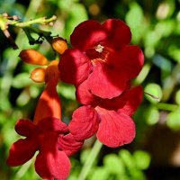 *** :: Николай Саржанов