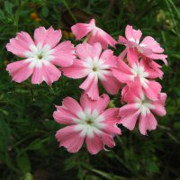 Нежная красота :: Людмила Смородинская