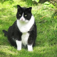 Хорошо в саду :: Людмила Смородинская