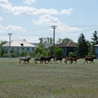 Автопастух... :: Алекс Б-в