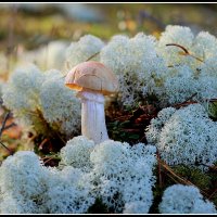 шампиьон лесной :: Aleksandr Gal