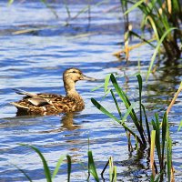 Утка в заливе р.Кама :: Александр Щеклеин Утка в заливе р.Кама :: Александр Щеклеин