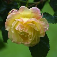 Лето в Ботаническом... Июль. :: Наташа *****