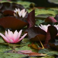 Лето в Ботаническом... Июль. :: Наташа *****