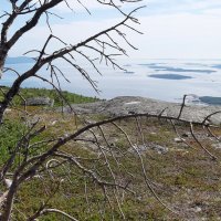 Суровое Беломорское лето :: Ольга 