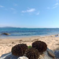 Сейчас я их съем :: Елена Никитина